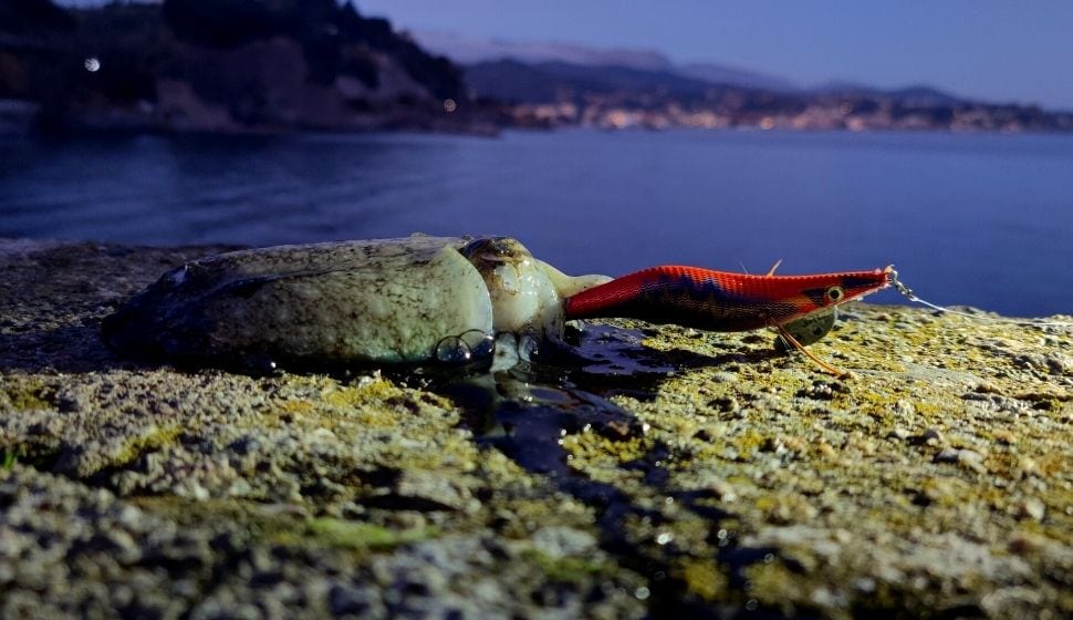 Seppia presa pescando a egi con egi arancione