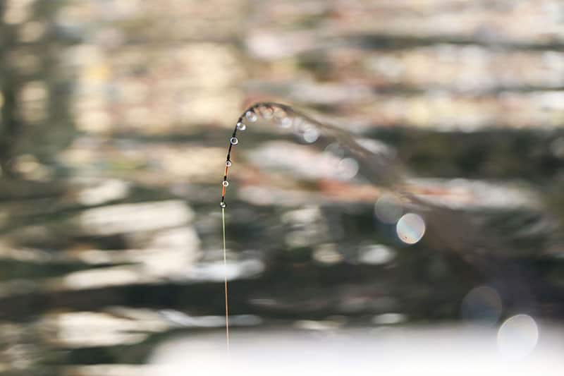 Pesca al Lavarello