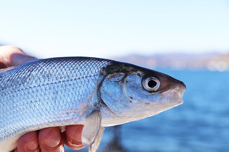 Pesca al Lavarello