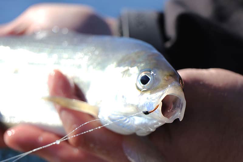 Pesca al Lavarello