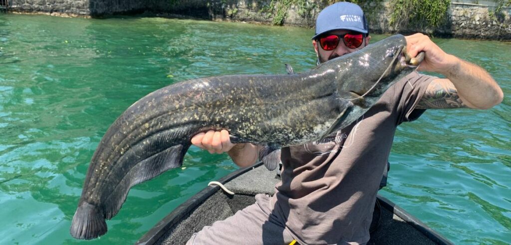 Pesce siluro lago maggiore