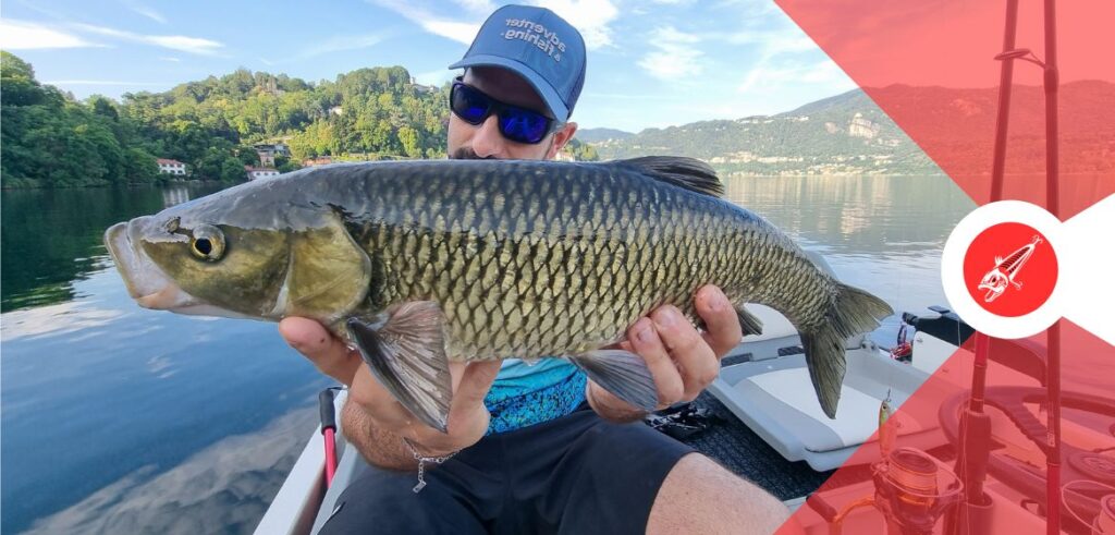 Grosso cavedano del Lago D'Orta preso a topwater