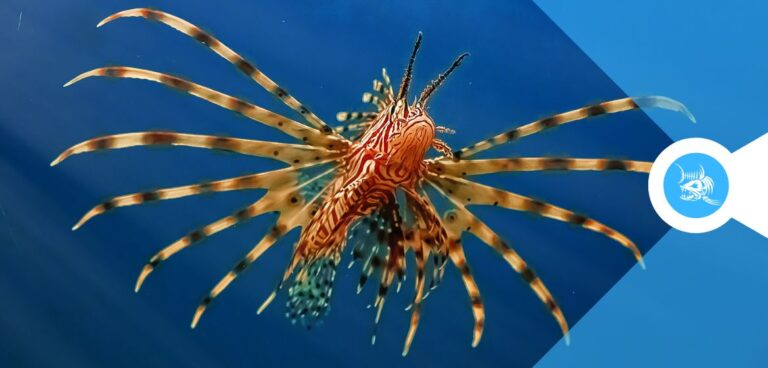 Pesce leone o pesce scorpione - i pesci alieni del mediterraneo