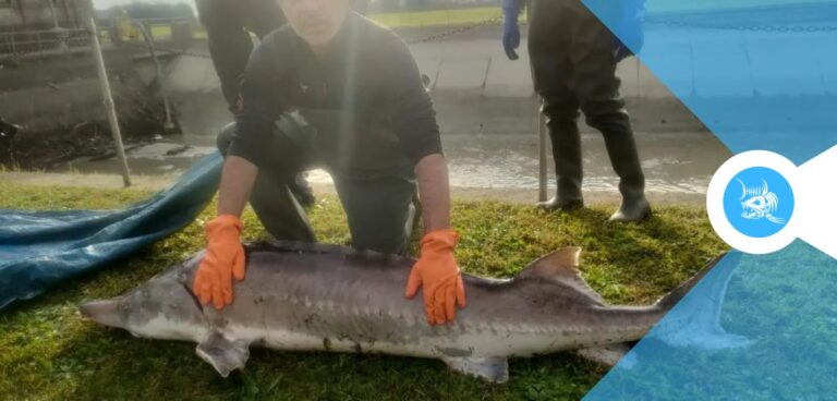 Pesce storione Huso huso catturato nel Po.
