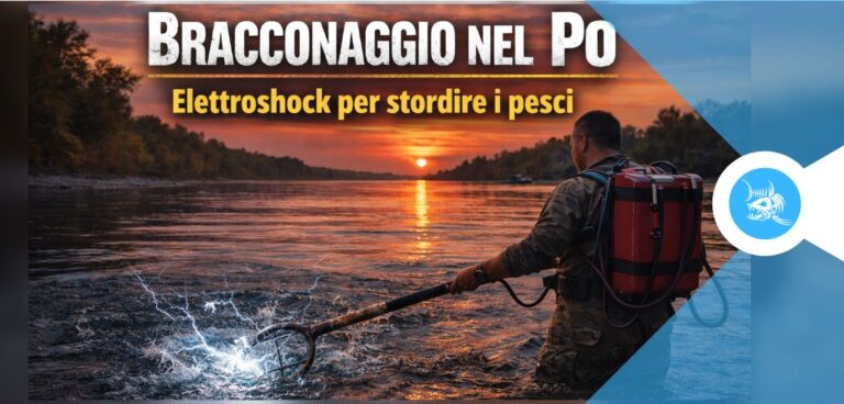 pescatori di frodo usano l’elettroshock