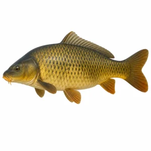 Carpa