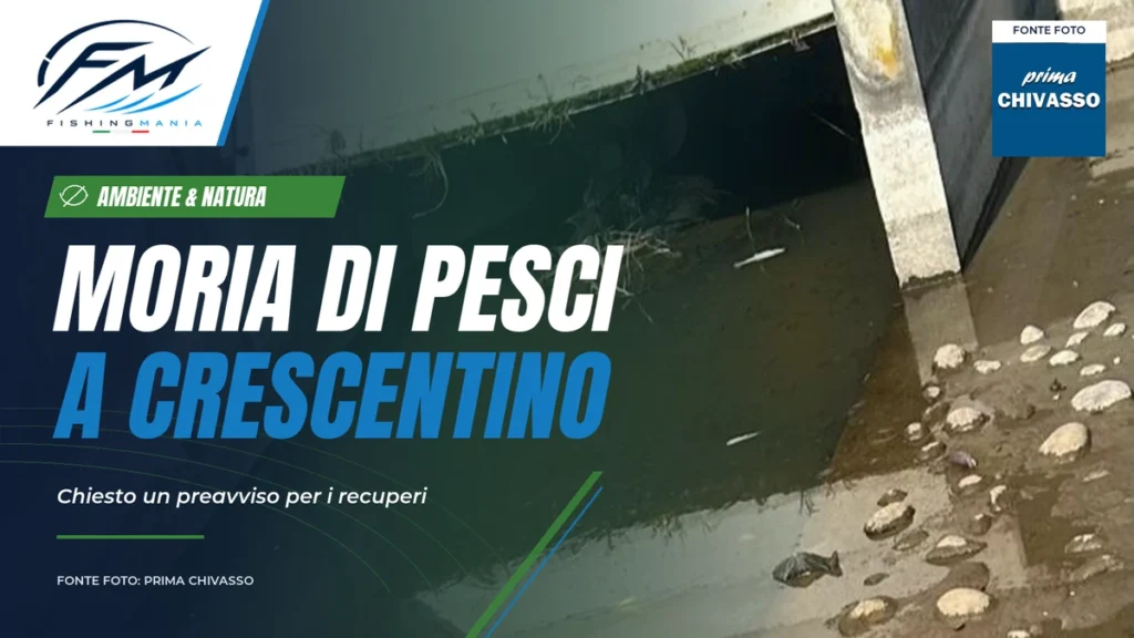 Grafica Fishingmania sulla moria di pesci a Crescentino, con la foto del canale vicino alla centralina elettrica. Fonte foto: Prima Chivasso.